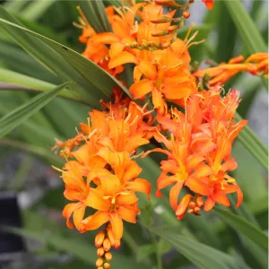 Crocosmia 'Firestars Firestarter'